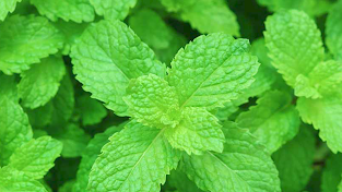 Slim Boost Tea-Ingredient9